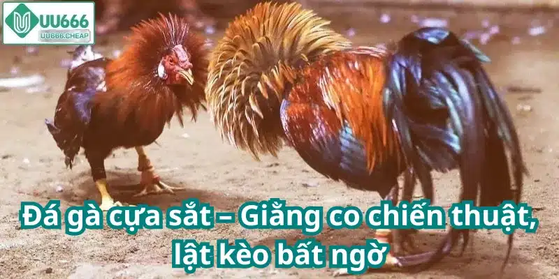 Đá gà cựa sắt – Giằng co chiến thuật, lật kèo bất ngờ