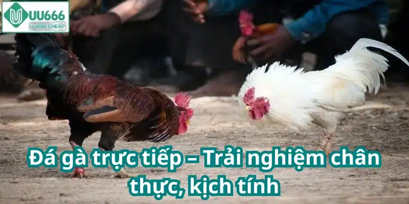 Đá gà trực tiếp – Trải nghiệm chân thực, kịch tính